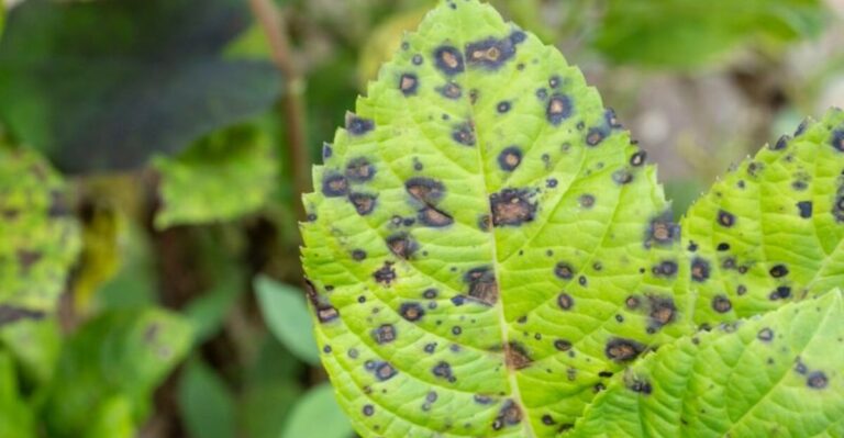Purple Spots Are Spreading Across Maryland Hydrangea Leaves In September