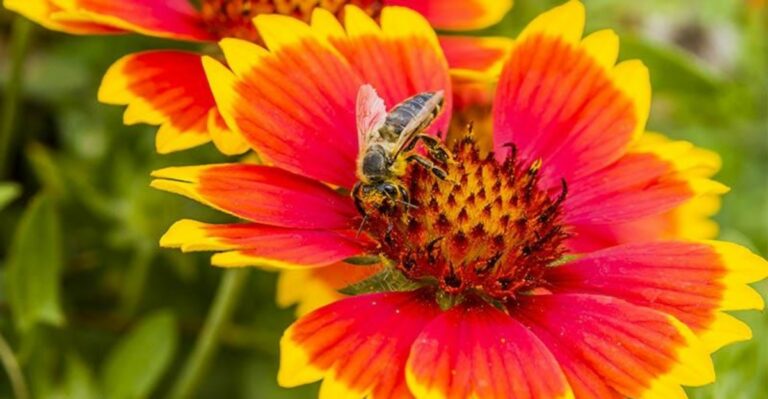 12 Arizona Native Wildflowers That Self-Seed Across a Yard Once You Plant Them