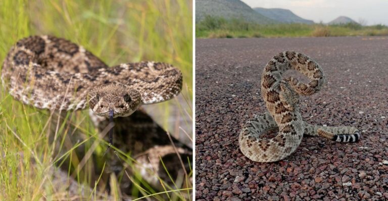 Why You Might See More Rattlesnakes Moving Around Texas In Early Fall