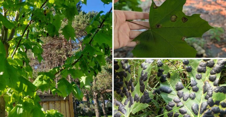 The Black Spots Covering Indiana Maple Leaves Are Not Harmful