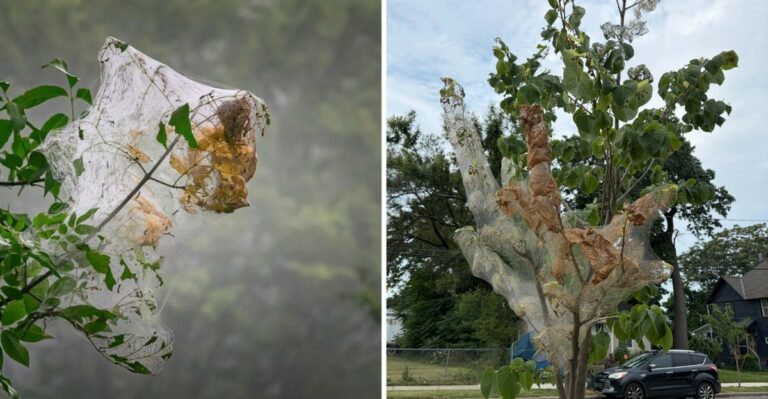 Those Webbed Bundles On Maryland Trees Look Worse Than They Are