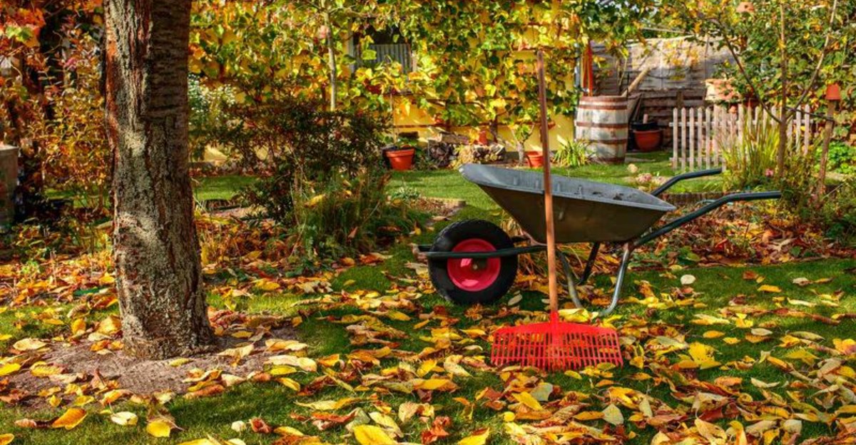 yard in autumn