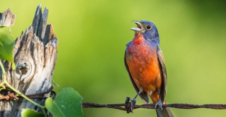 The September Garden Change That Can Make Your Florida Yard More Attractive To Painted Buntings