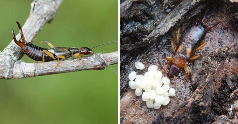 Why California Gardeners See More Earwigs When Moisture Returns