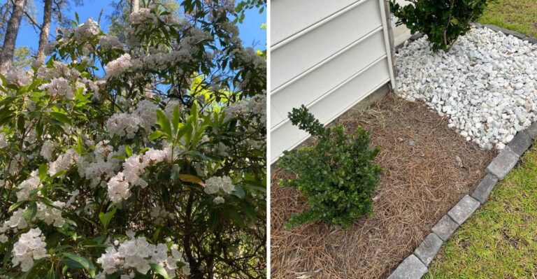 These New York Shrubs Need One Last Deep Watering Before Winter