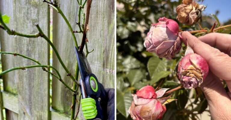 9 Roses Virginia Gardeners Should Treat Differently Than The Rest In September