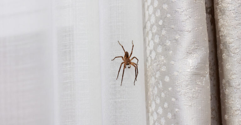 spider on curtain