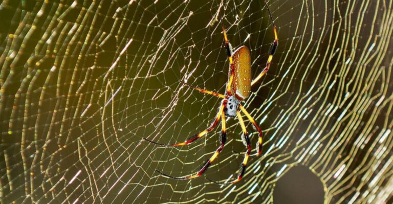 This Familiar Spinner Is Building A Massive Web, And It’s Right In Your Alabama Backyard