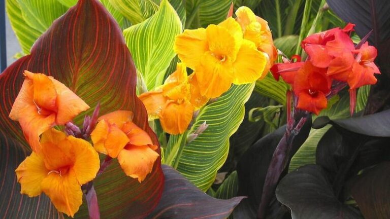 Why you should snip the seed pods off your canna lilies before Oregon’s first frost