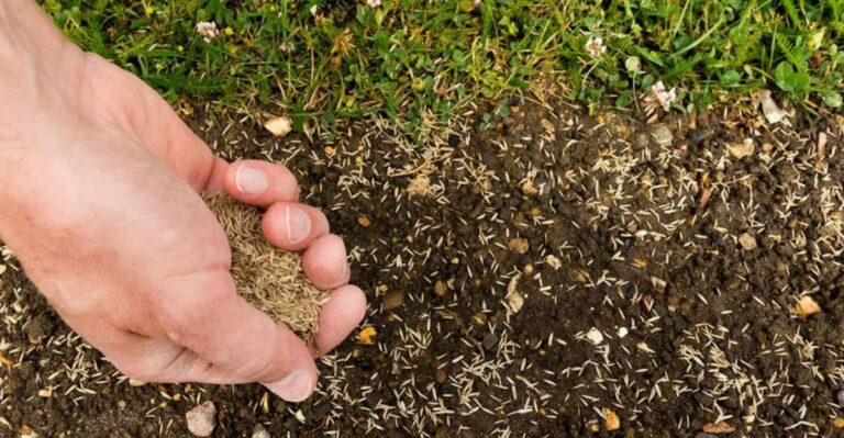 Can Grass Seed Grow On Top Of Michigan Soil? Here’s What You Need To Know
