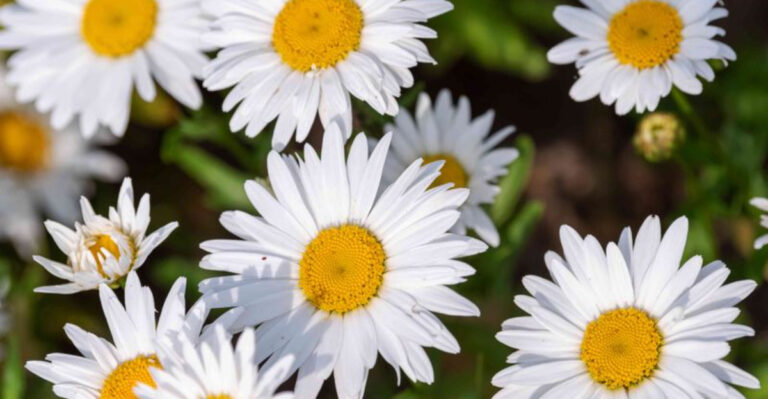 What Texas Gardeners Should Do With Shasta Daisies Now For Bigger Blooms Next Year