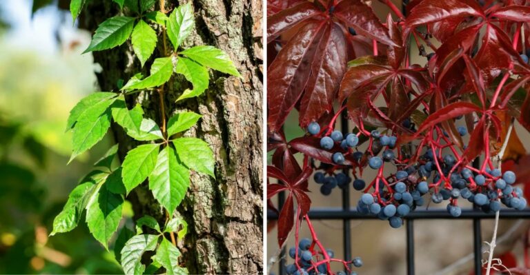 The Native Pennsylvania Vine That Spreads Aggressively In A Good Way Along Fences