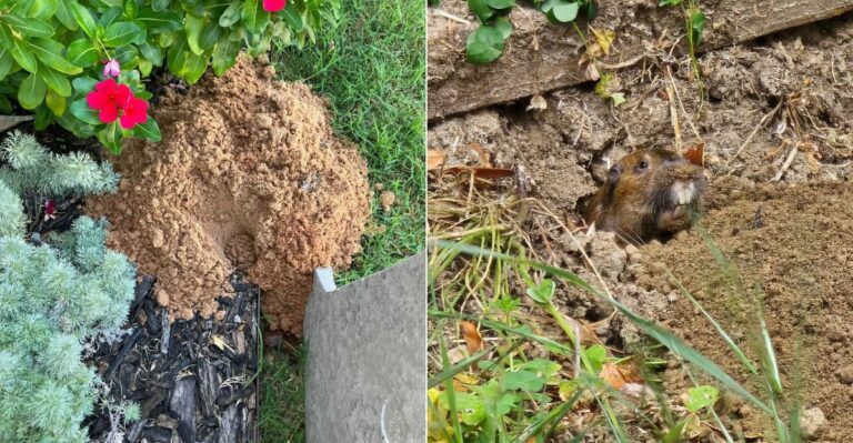 How To Tell A Ground Squirrel Hole From A Gopher Hole In California