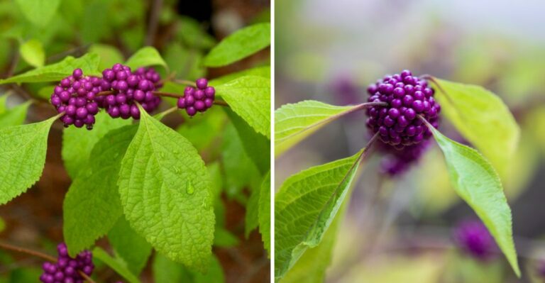 The Purple Berried Shrub Along Alabama Woodland Edges Hides A Natural Mosquito Repellent