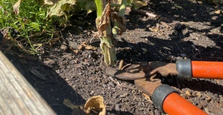 The Ohio September Raised-Bed Cleanup That Can Reduce Problems Next Spring