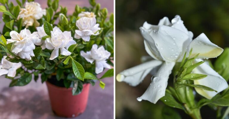 Do This For Florida Gardenias In October, Or Next Spring’s Blooms Suffer