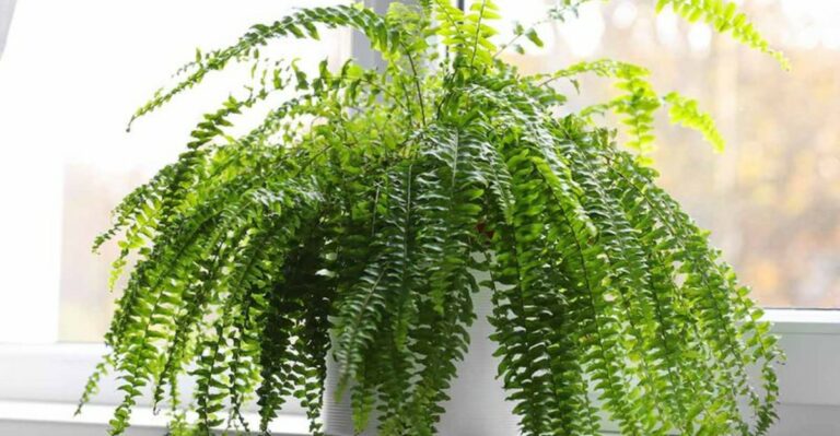 Why Michigan Gardeners Are Bringing Potted Ferns Indoors And What It Means For Winter