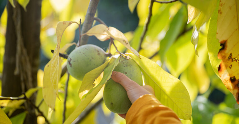 Kentucky’s Largest Native Fruit Is Ripening Right Now And Most People Walk Past It