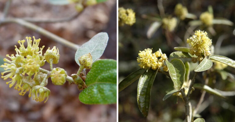 The Alabama Shrub With Silver Leaves That Grows Wild In Just Two Counties On Earth
