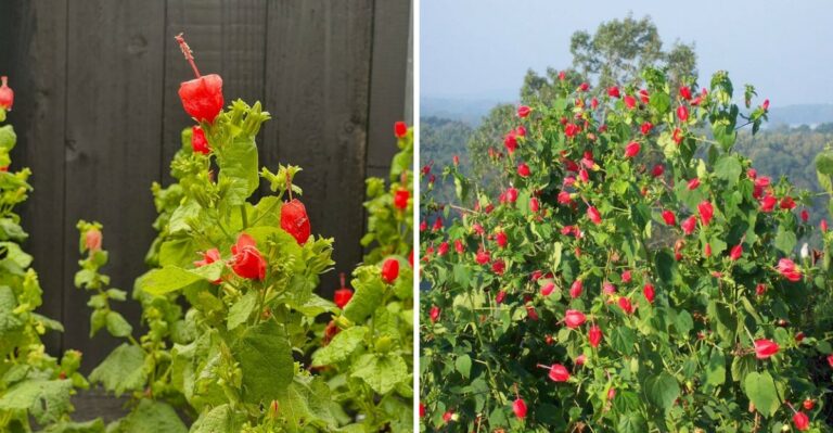 This Underrated Texas Native Fills Shady Beds And Supports More Pollinators Than Hostas
