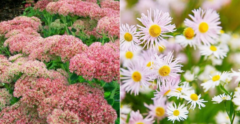 The Best Fall-Blooming Perennials Oregon Gardeners Overlook