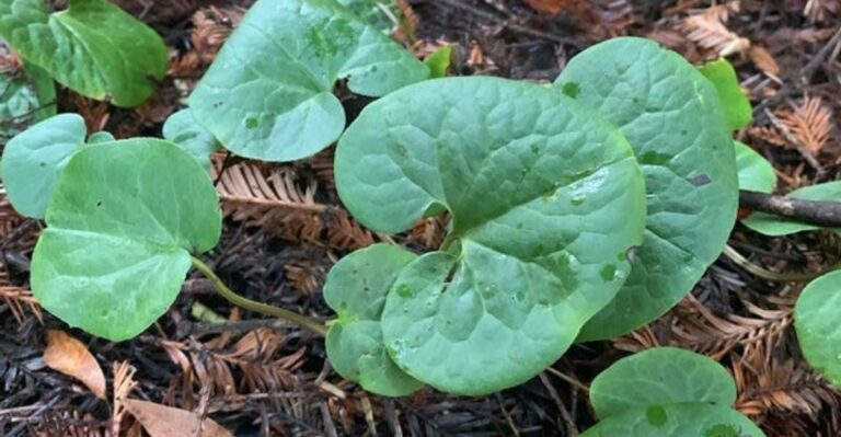 The Ohio Native That Looks Better Than Hostas In Shady Fall Gardens