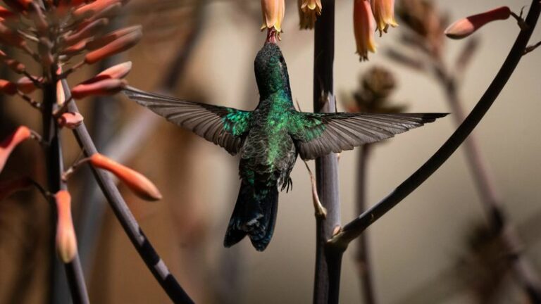 Simple Habits That Keep Hummingbirds Stopping In Your Arizona Yard Through Fall Migration