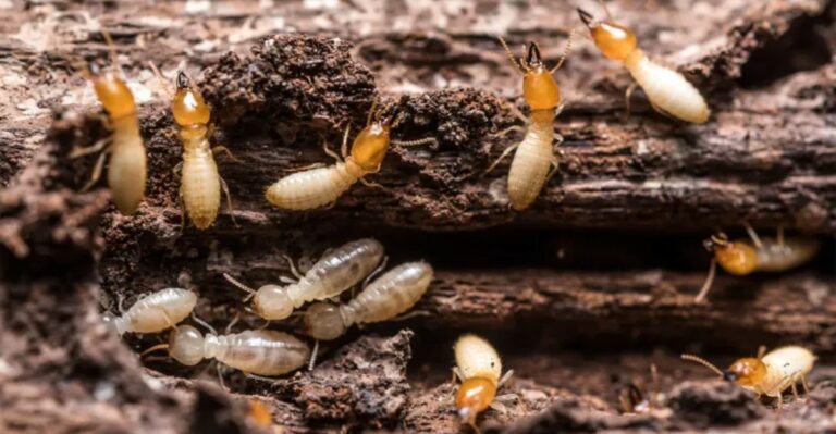8 Warning Signs Of Termites In Your Garden Beds And Mulch