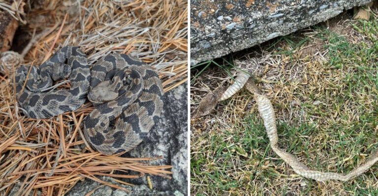 Why You Might See More Rattlesnakes Moving Around Pennsylvania In Early Fall