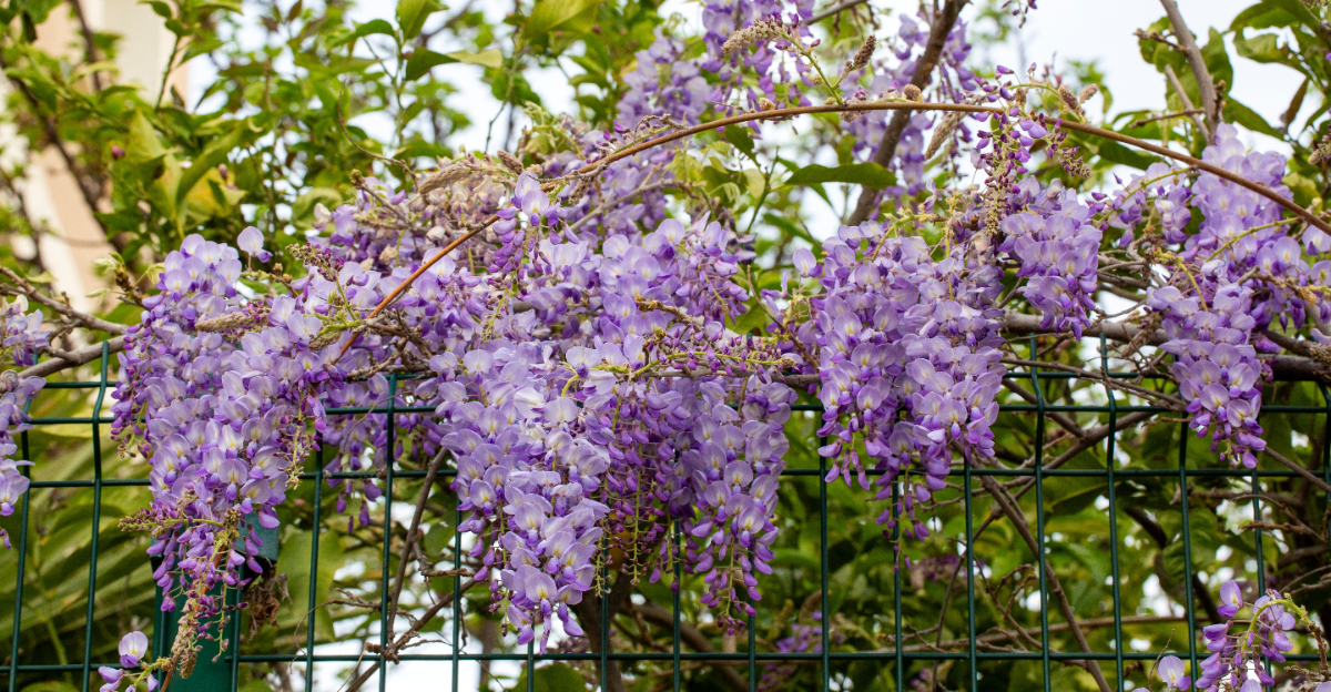 wisteria (featured image)