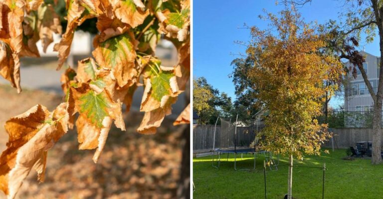 What California Gardeners Should Know About Fall Leaf Drop