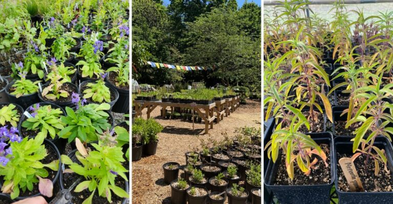 8 New York Native Plant Nurseries Worth Driving To For Fall Planting