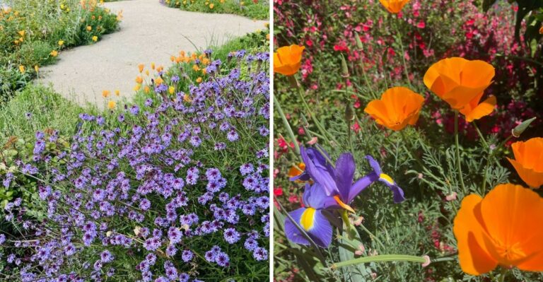 Why California Gardeners Are Adding More Native Plants This Fall