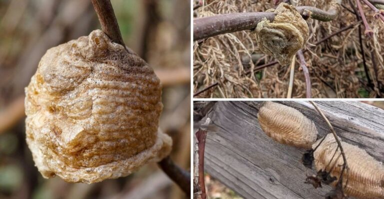 The Foam-Like Blob Glued To Maryland Shrubs Is A Winter Nursery