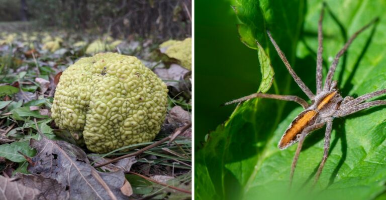 Tennessee Yards Are Filling With Strange Green Brain Like Fruit That Locals Swear Repels Spiders