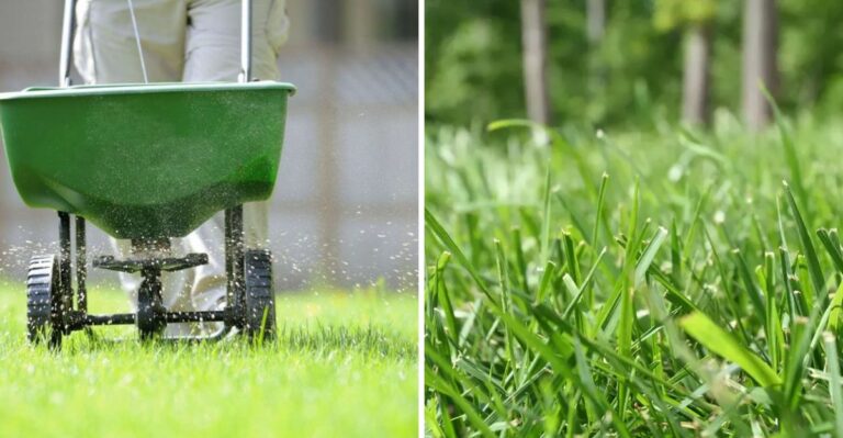 What Bermuda Grass Needs In September After A Brutal Texas Summer