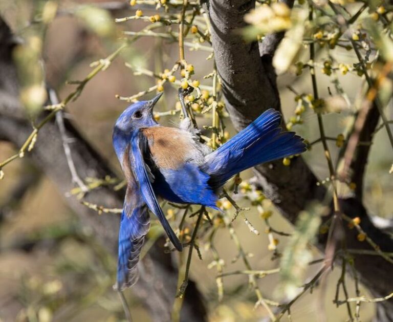 Why Bluebirds Start Gathering Around Arizona Yards As The Heat Breaks This Fall