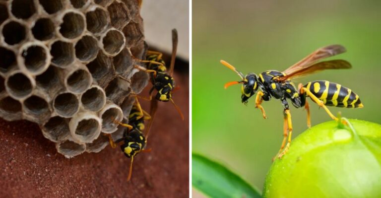 Why Do Wasps Get More Aggressive Around Texas Porches In Fall