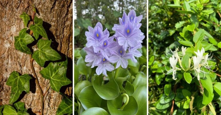 12 Popular Garden Plants Banned Or Restricted In Some U.S. States