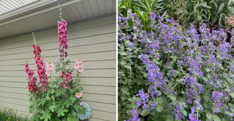 8 California Garden Plants That Can Benefit From A Fall Cutback