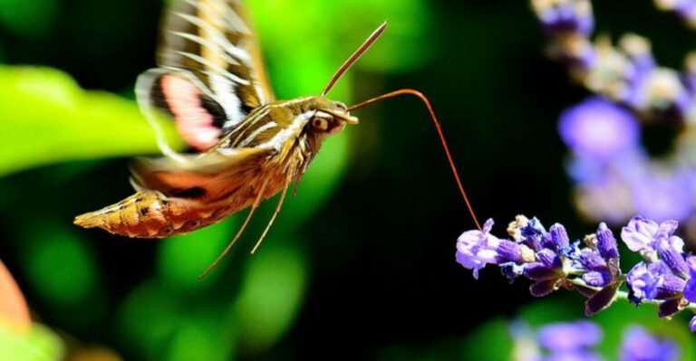 Why Hummingbird Moths Hover Around California Flowers At Dusk