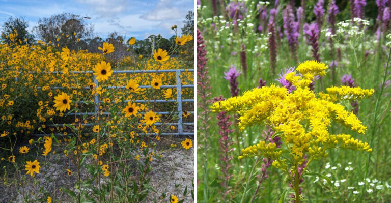 The Florida Native Wildflowers That Start Stealing The Show In September