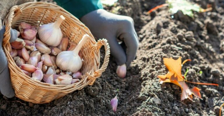 Georgia Gardeners Should Prepare Garlic Beds Now Instead Of Waiting Until Planting Day