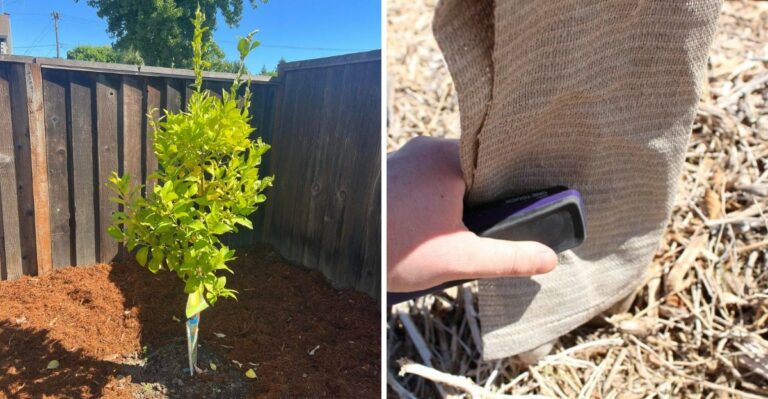 The Best Way To Transplant A California Citrus Tree Without Shocking It