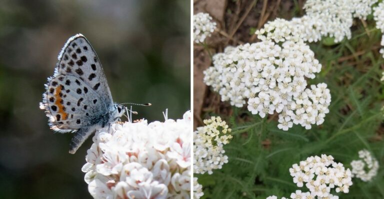 8 California Native Plants To Consider For A Fall Pollinator Garden