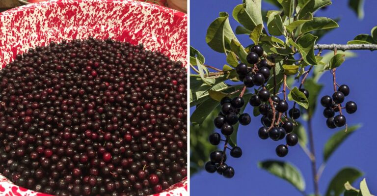 A Wild Fruit Growing Along Colorado’s Front Range Is Ripe For Foraging Right Now