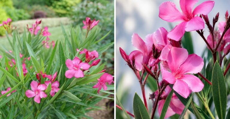 This Common Texas Shrub Is More Poisonous Than Most Homeowners Realize