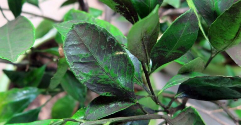 What It Means When California Orange Leaves Turn Sticky And Black In Early Fall