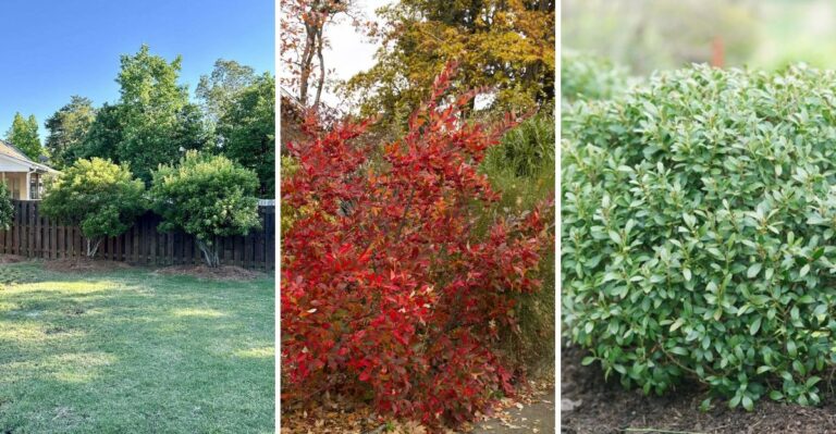 9 Native Shrubs Virginia Homeowners Plant Once For Privacy That Grow Thicker Every Year