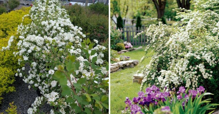 The September Task That Decides If Your North Carolina Spirea Blooms Bigger Next Spring